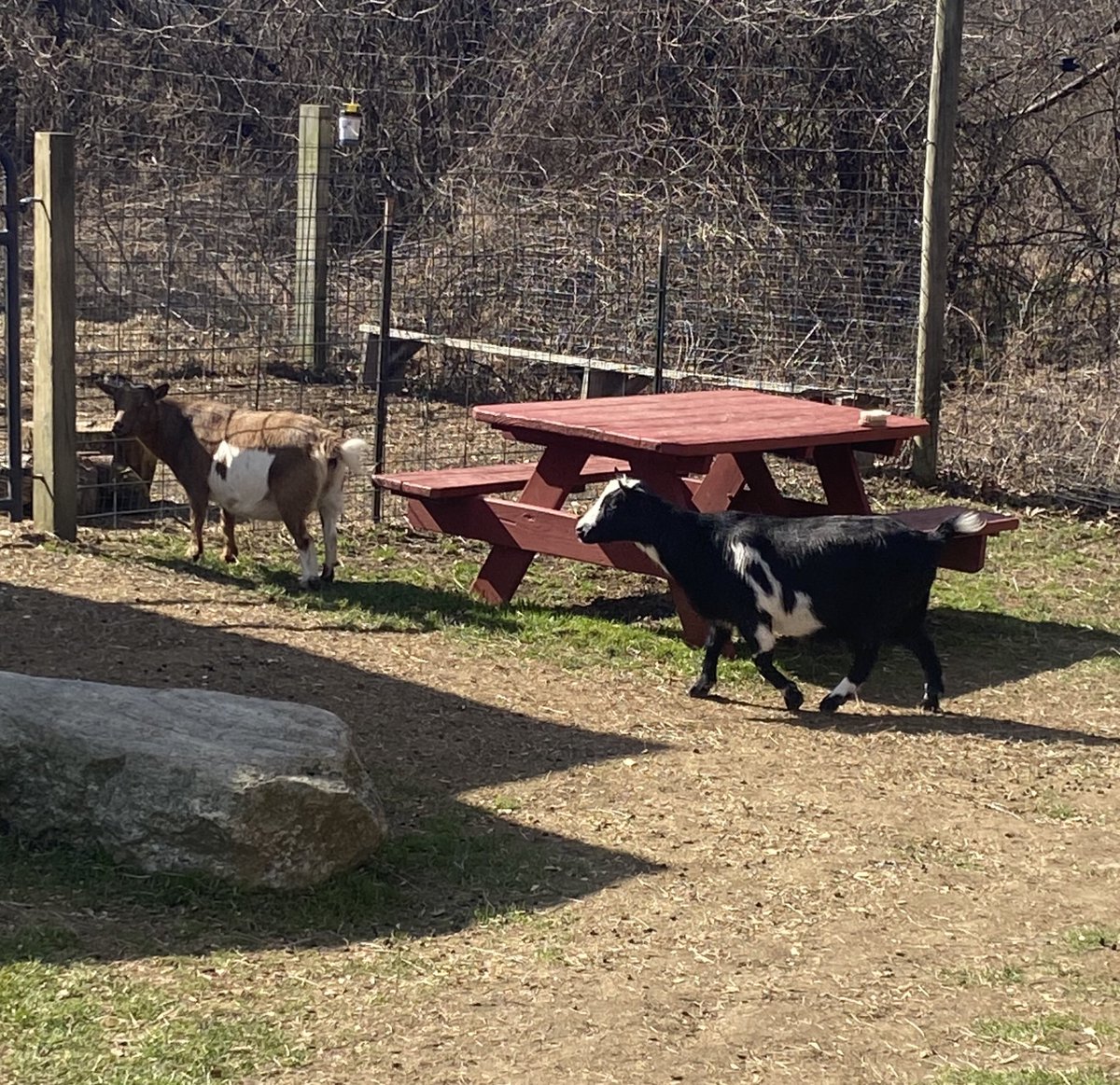 Ending maple season off right with a good ol’ fashion maple boil (while making some four legged friends 🐐🧡)