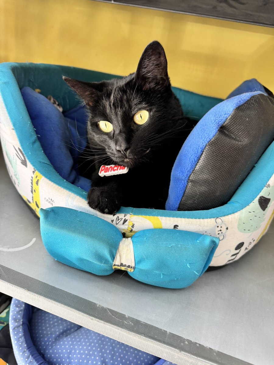 Soy Vete 🐶🐱 tweet media