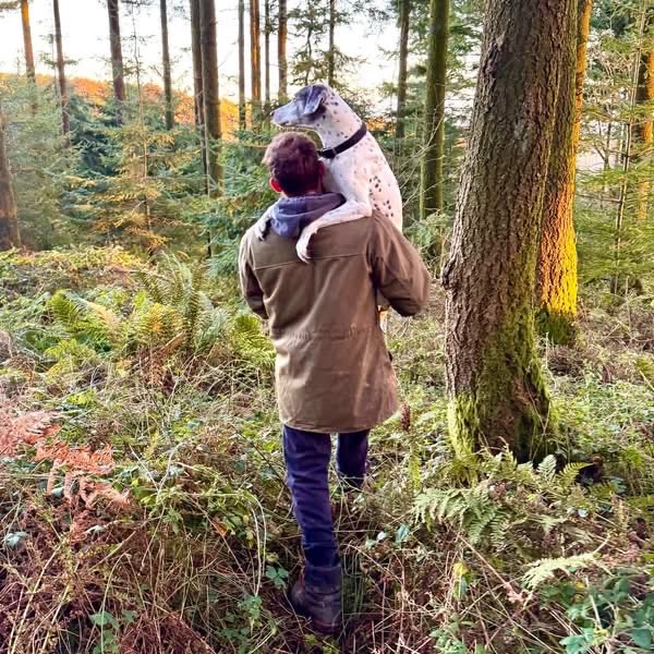 Lurcher SOS 🐾🐾 tweet media