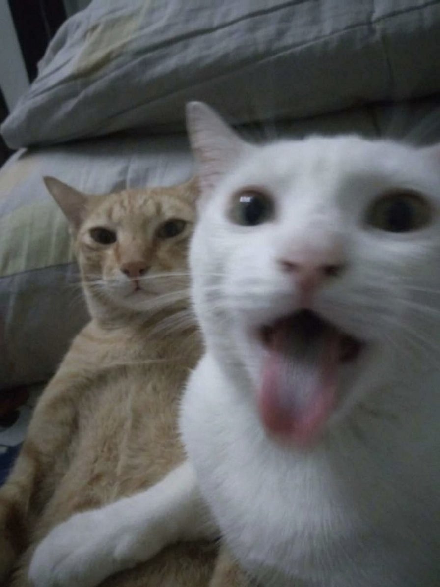 cat memes tweet media