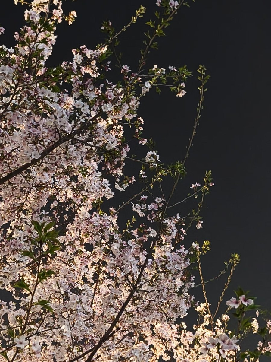 CaC-84233 tweet media