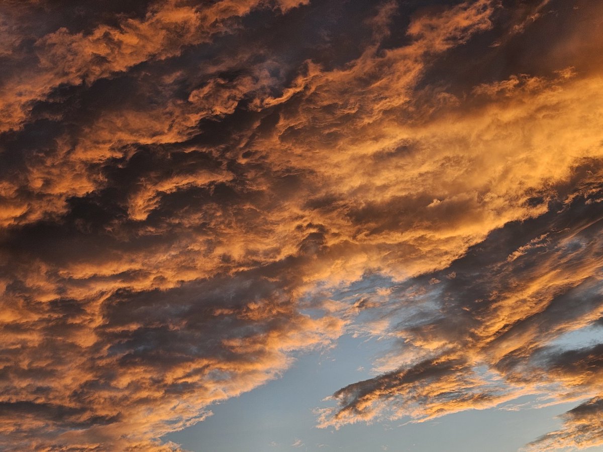 Gato Francês 🍂 tweet media