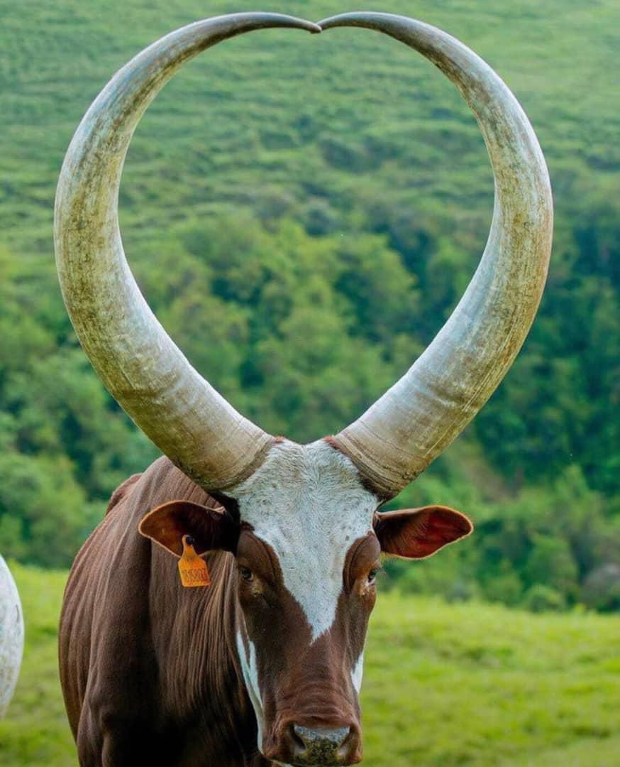 KING BRAVE JACOB NSHABOHURIRA(Man of Tourism Int’l tweet media