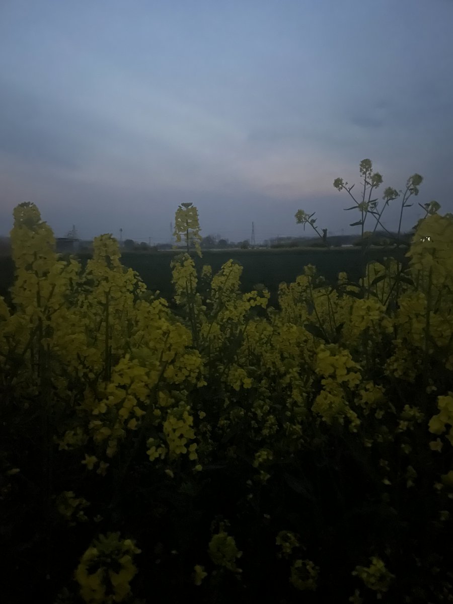 一去不回来 tweet media