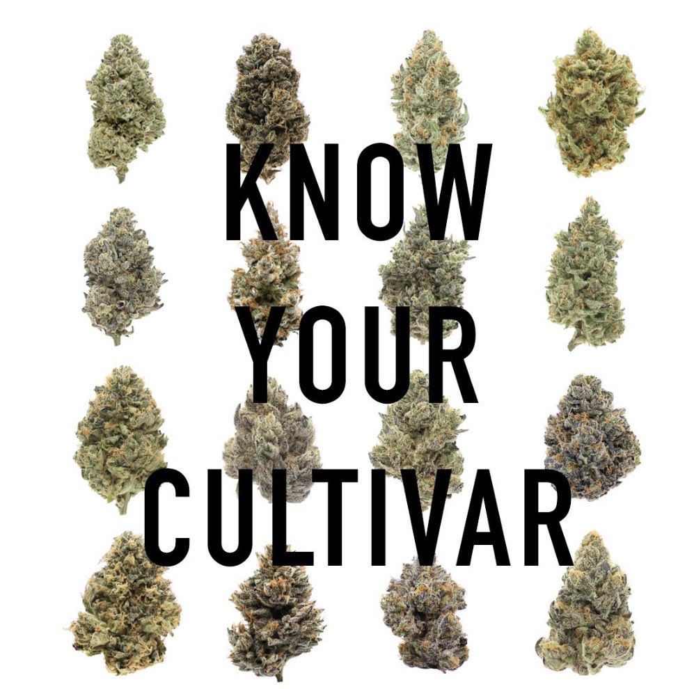 Lucy Jane tweet media