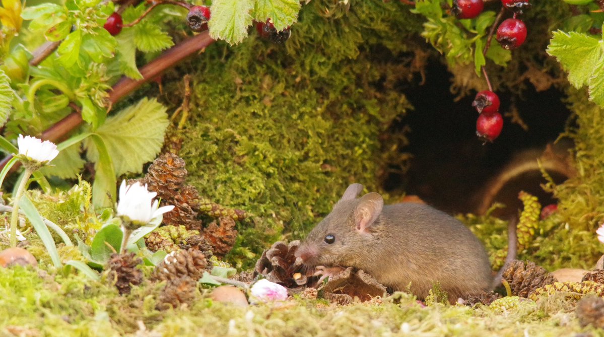 George the Mouse in a log pile house - Simon dell tweet media