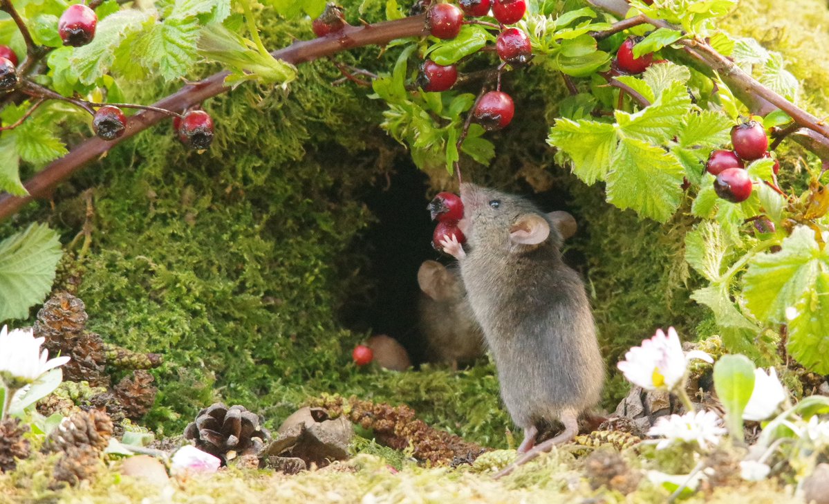 George the Mouse in a log pile house - Simon dell tweet media