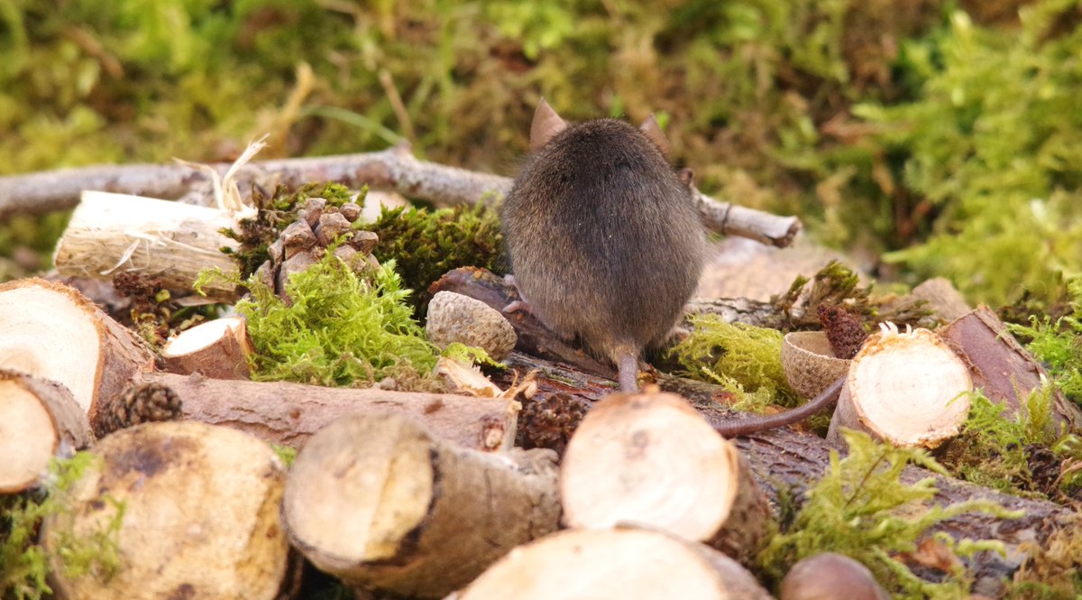 simon_dell_tog's tweet image. A very round mouse  foraging on the little log pile .
.
.
#logpile #Mice #logpilemouse #woodpile #mousevillage #mousevillagecreator #simondell #asseenontv #wildlife
