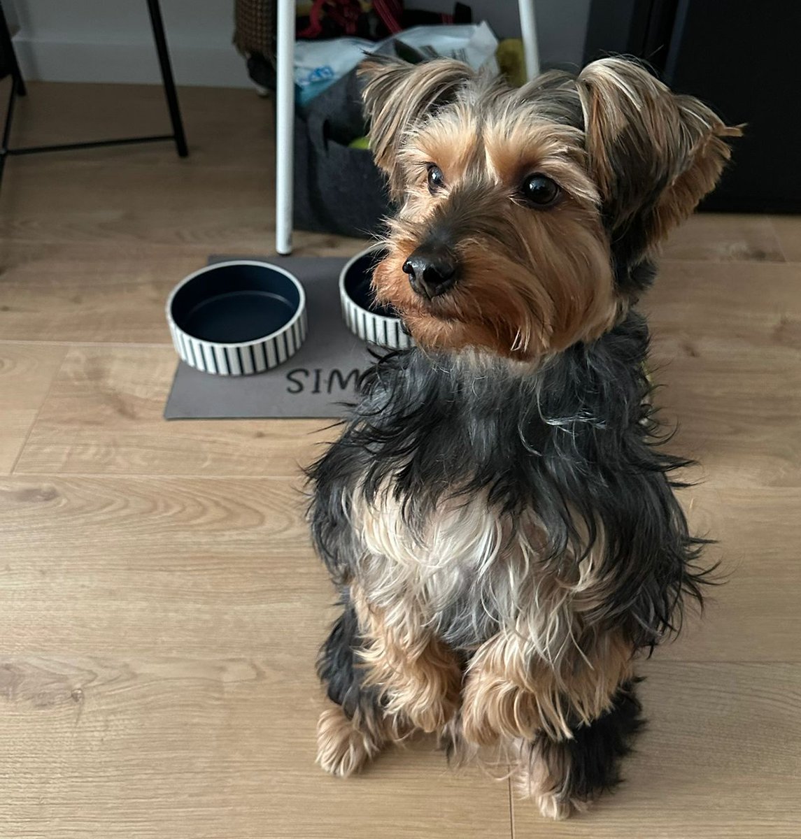 NUEVA VIDA ADOPCIONES tweet media