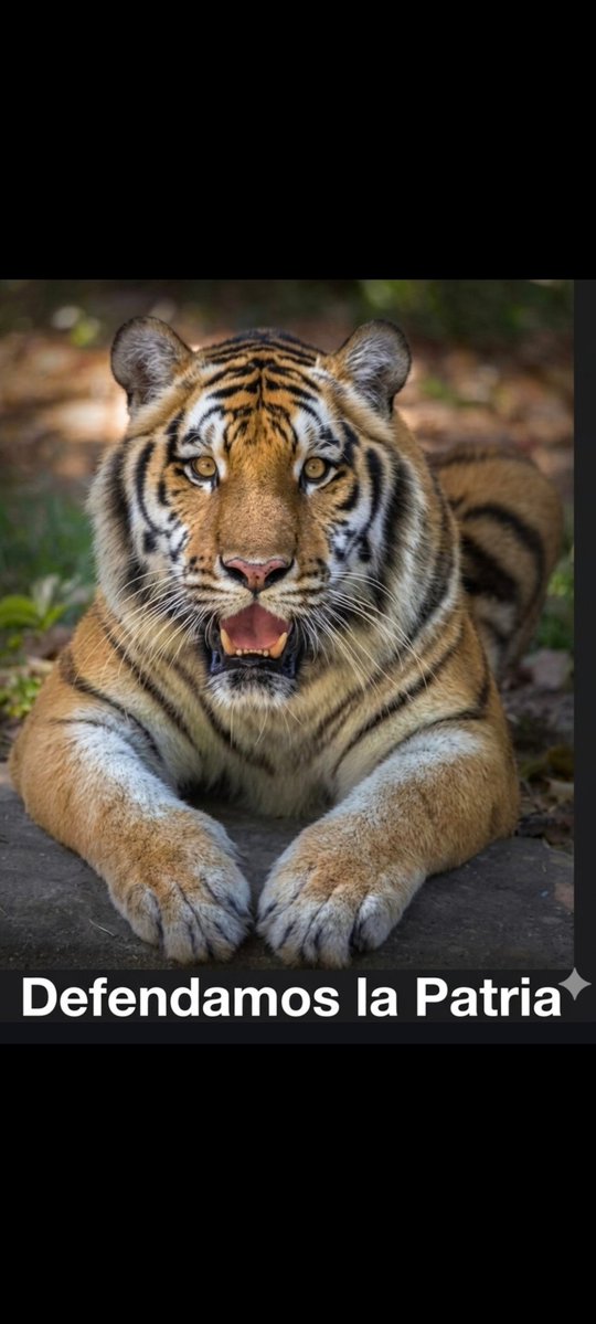 alejorejuela tweet media