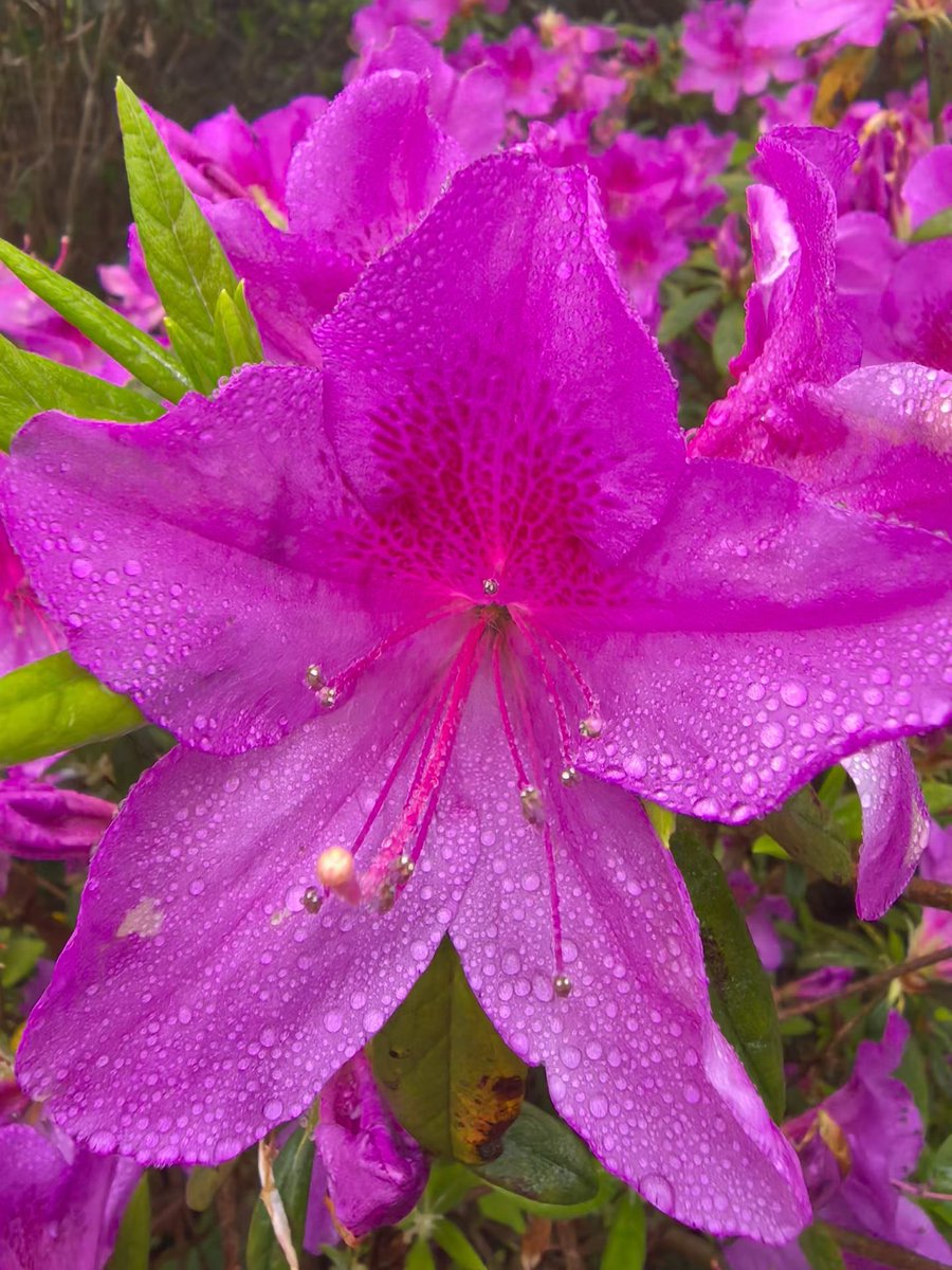 @奔波而霸 tweet media