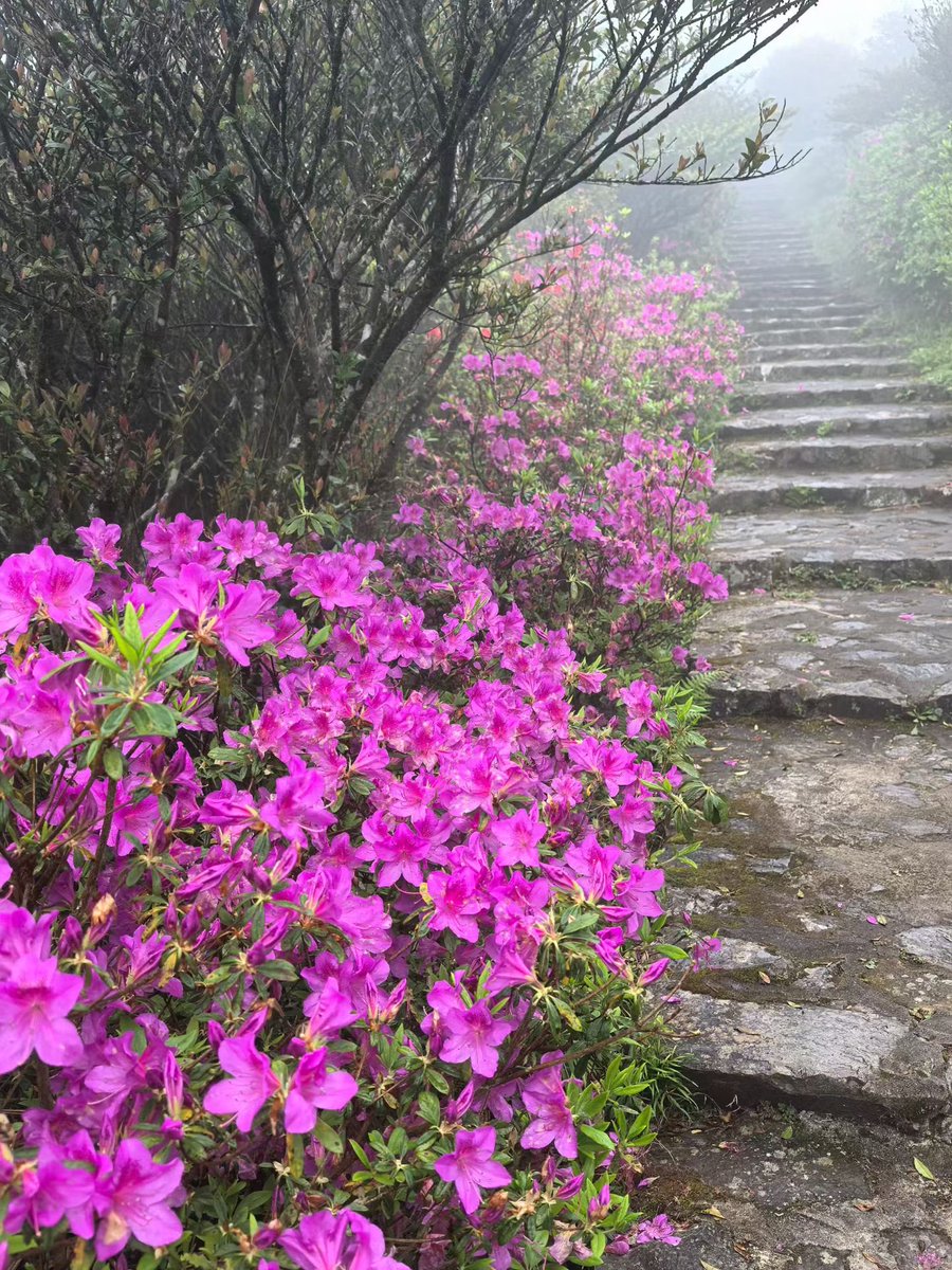 @奔波而霸 tweet media