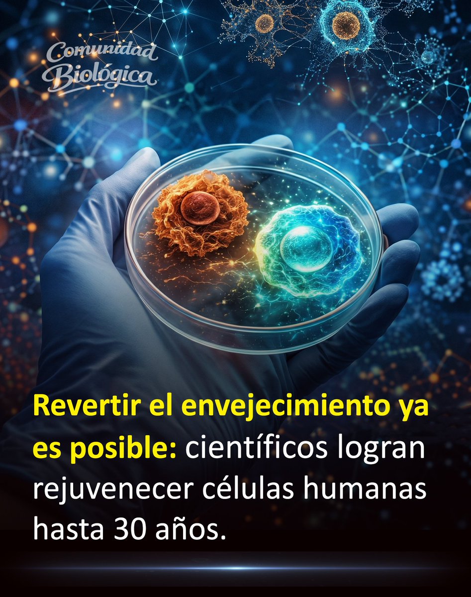 Bio_comunidad's tweet photo. El desgaste natural de nuestras células con el paso del tiempo ya no es un destino inevitable.

Un estudio preclínico logró reducir la edad biológica de células humanas en unas tres décadas.

Los expertos aplicaron una técnica de reprogramación transitoria directamente en células de la piel humana.

Durante trece días, expusieron estas células a factores genéticos que lograron revertir múltiples marcas del envejecimiento celular.

Lo más destacable es que las células no perdieron su identidad original al finalizar todo este tratamiento.

Siguieron siendo fibroblastos, pero comenzaron a funcionar internamente como si fueran células muchísimo más jóvenes y sanas.

Recuperaron la capacidad de producir proteínas estructurales como el colágeno en niveles propios de una etapa juvenil.

También mejoraron su velocidad de movimiento, una función que resulta vital para la correcta cicatrización de heridas. 👇 🧵