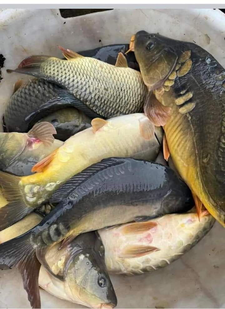 سيد بدر الموسوي 🇮🇶 tweet media