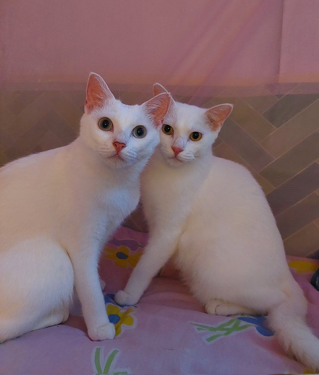 Acacicilnung N De Genkzz 🍣 tweet media