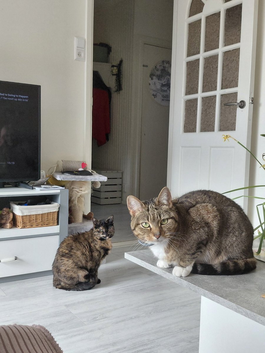 Triche010 🇳🇱 tweet media