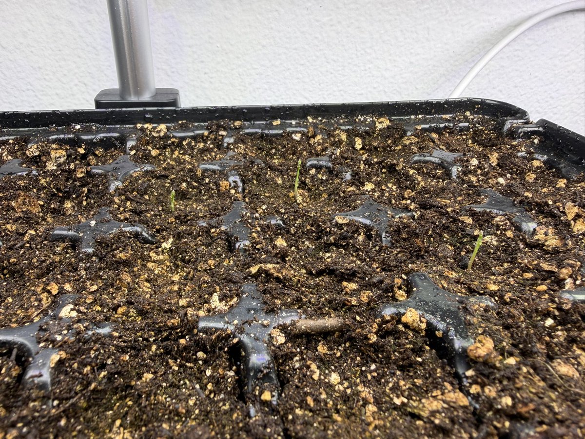 Tamara 🐊🌻 tweet media