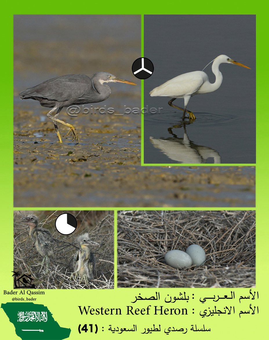 الاسم

بلشون الصخور

Western Reef Heron

Egretta Gularis

الحالة : مقيم 

الموقع : جزر فرسان 

الموطن: يعيش على السواحل، الشواطئ، الجزر، والمسطحات المالحة
الانتشار: موجود بكثرة على سواحل البحر الأحمر والخليج العربي في السعودية
الغذاء: يتغذى على الأسماك الصغيرة
#EgrettaGularis