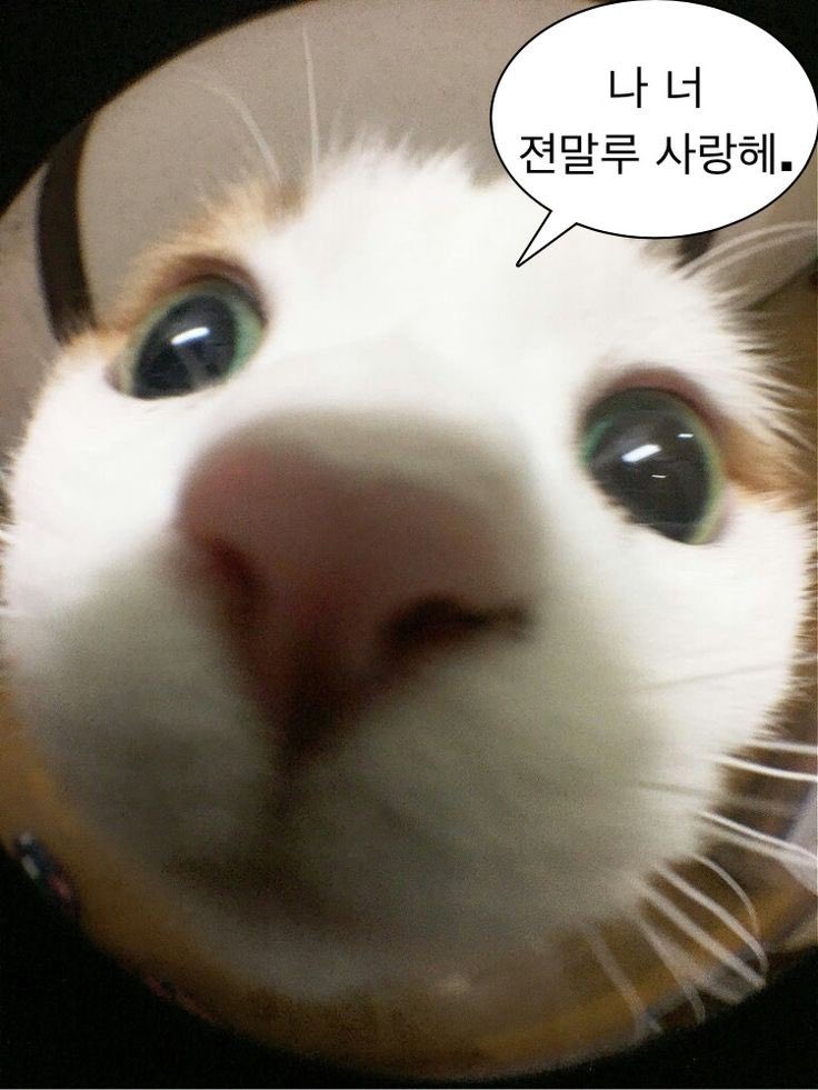 𝟿𝟷(•⩊ •マ🌱 tweet media