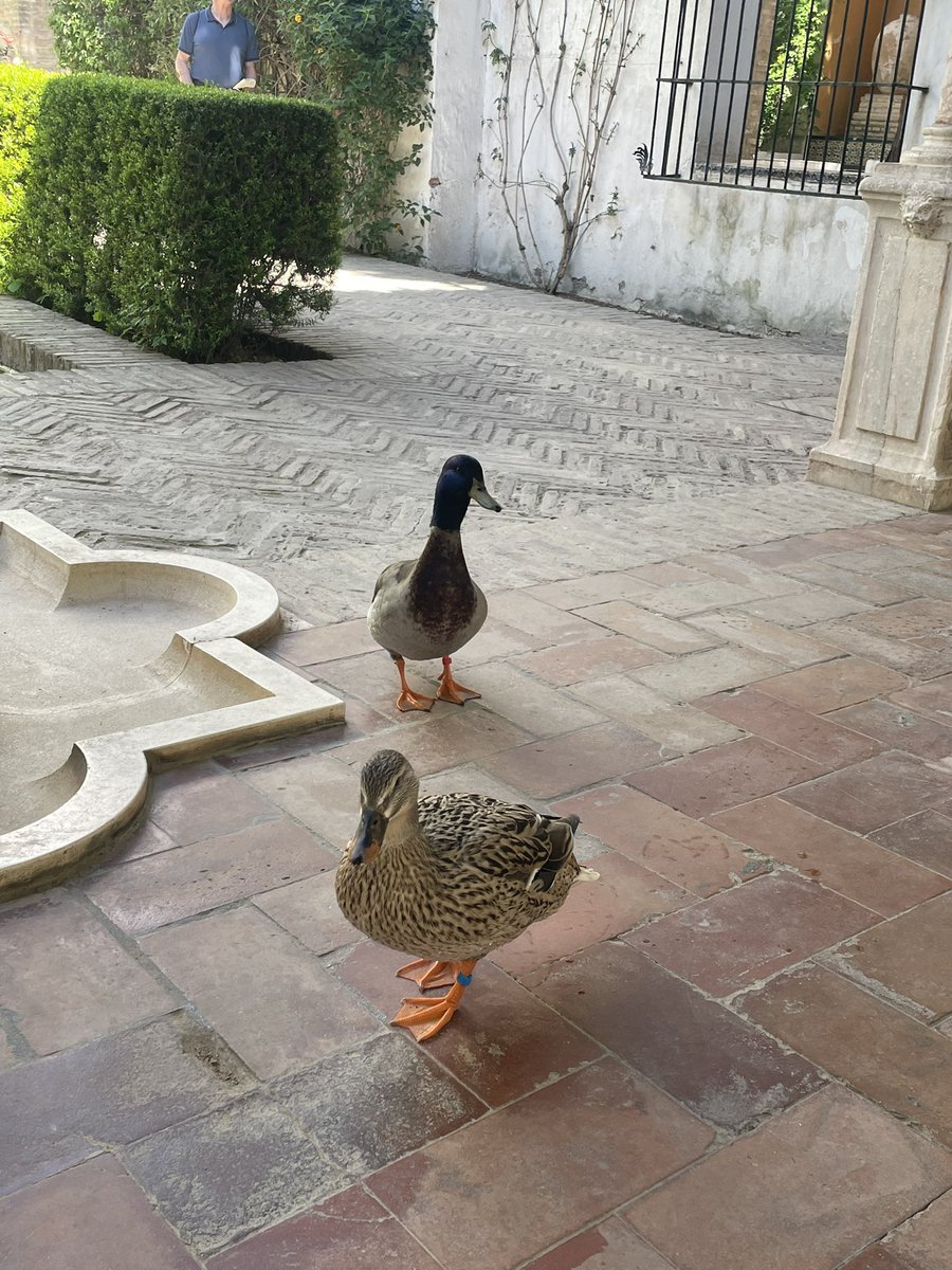 TerryStacyLD's tweet photo. Everyone loves a duck #servile https://t.co/lkNSCuCO8Q