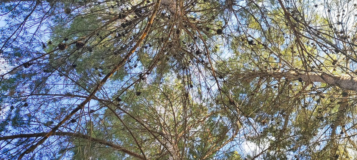 Meteo Vegas del Genil (Granada) tweet media