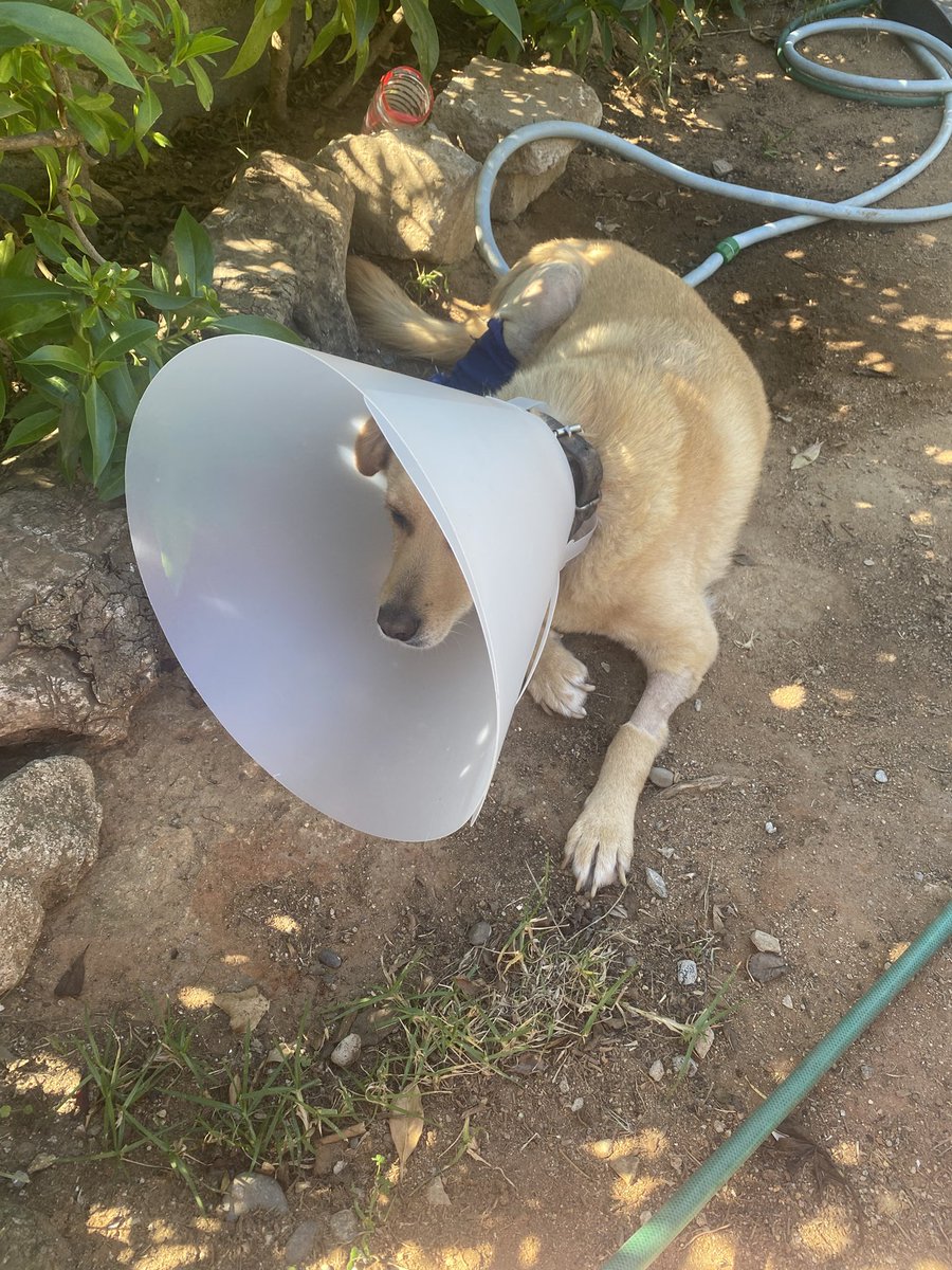 june 🐰 tweet media