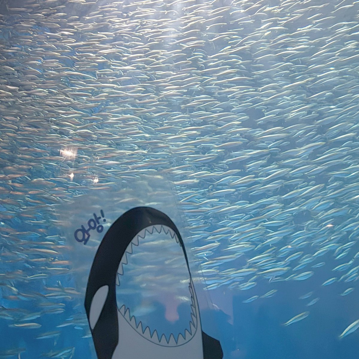 くり‎🧸 tweet media