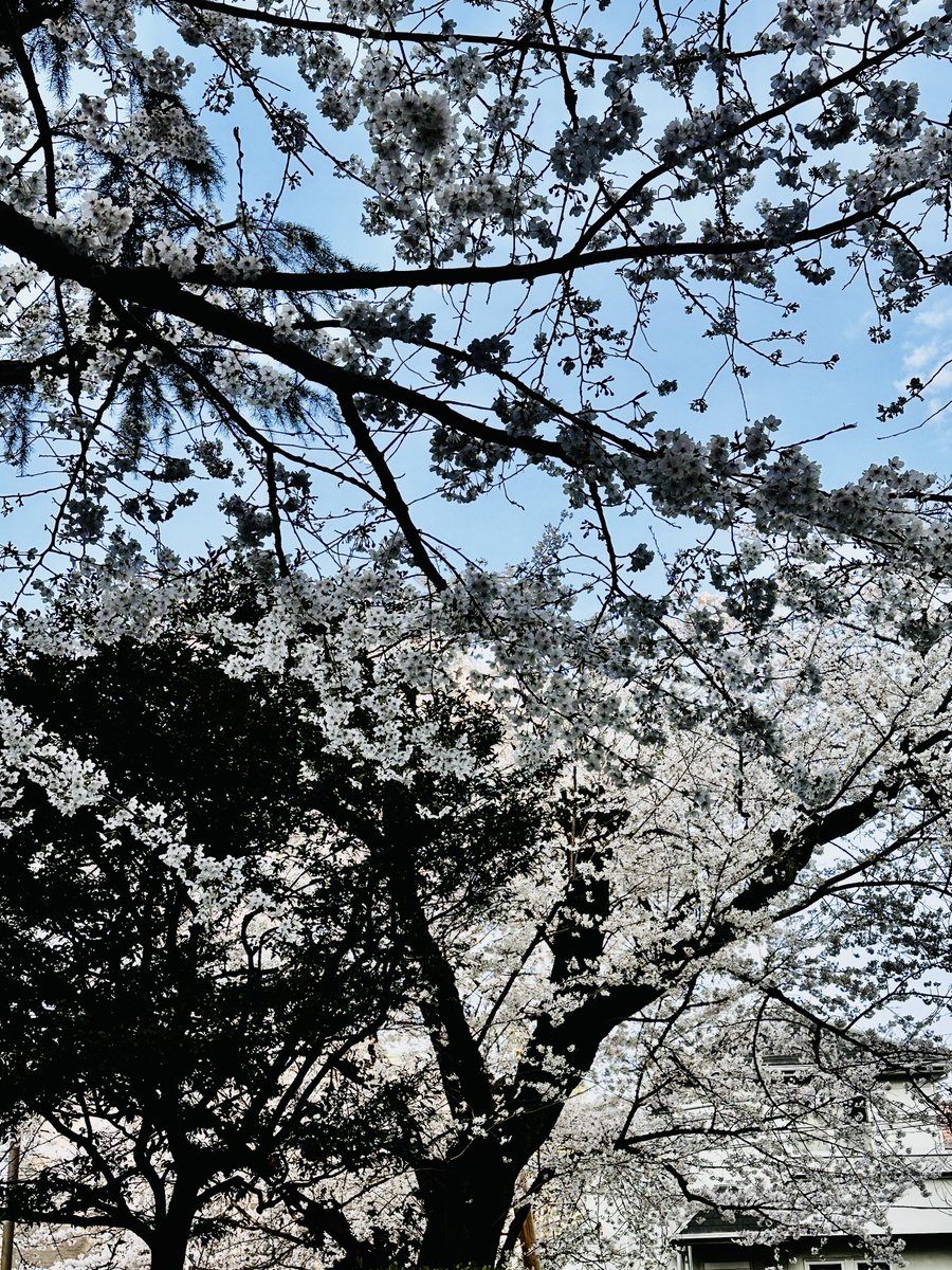 新宿ゴールデン街ウィスカ（BAR UISCE） tweet media