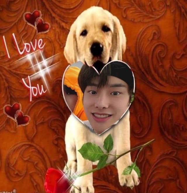 lara ENHYPEN IS 7 tweet media