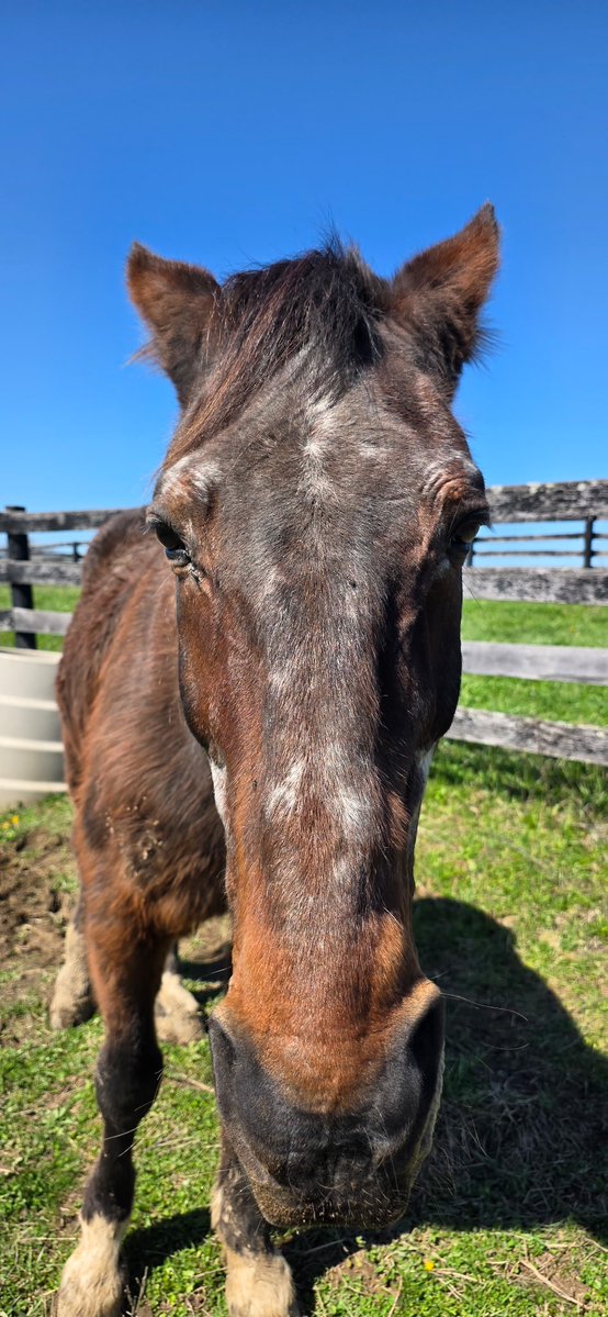 Mane Characters Equine Reserve & Retirement tweet media