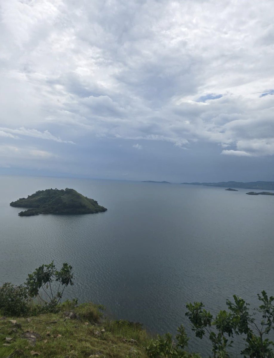 Afrojungle tweet media