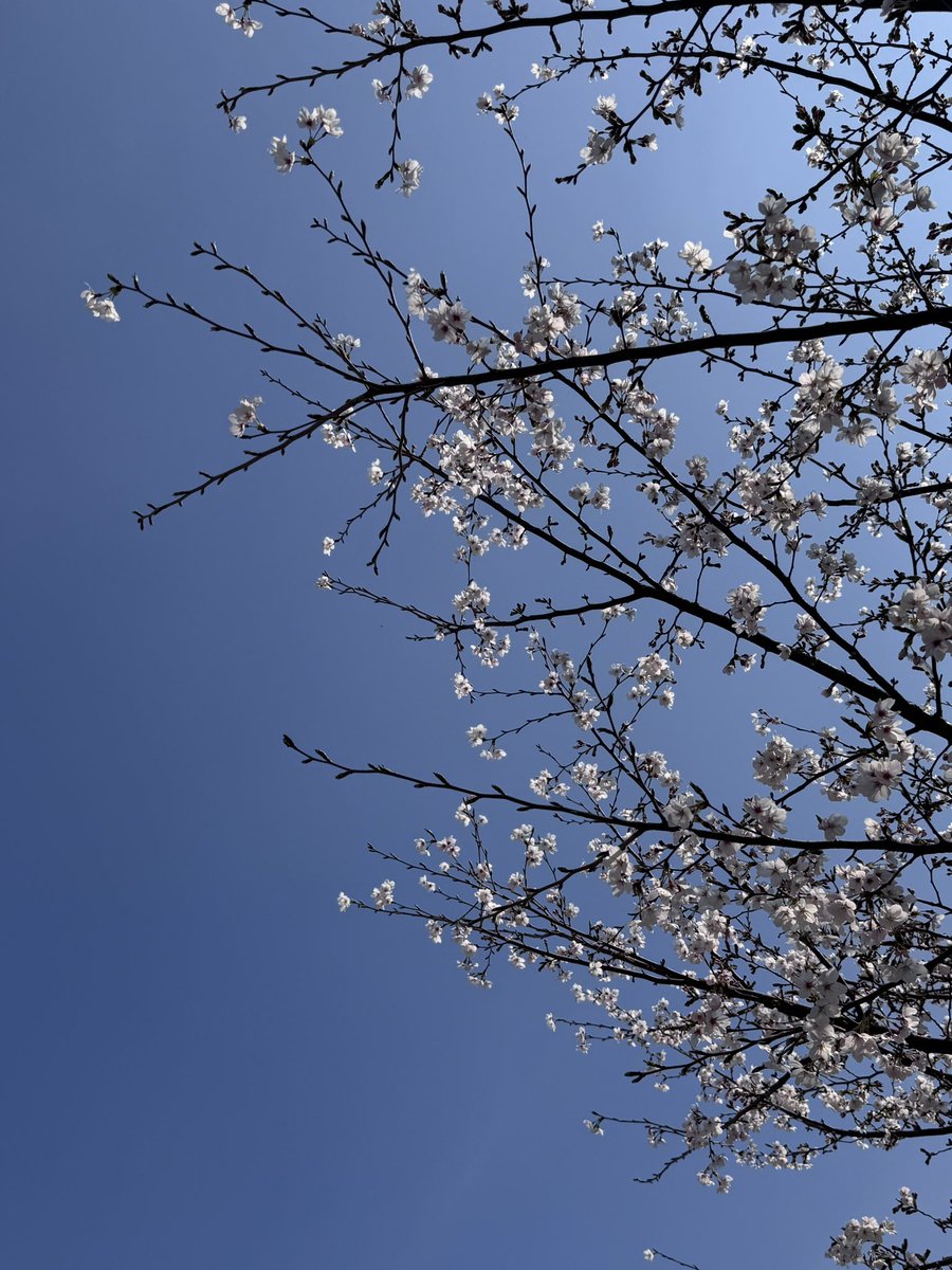 百恵 --Momoe tweet media