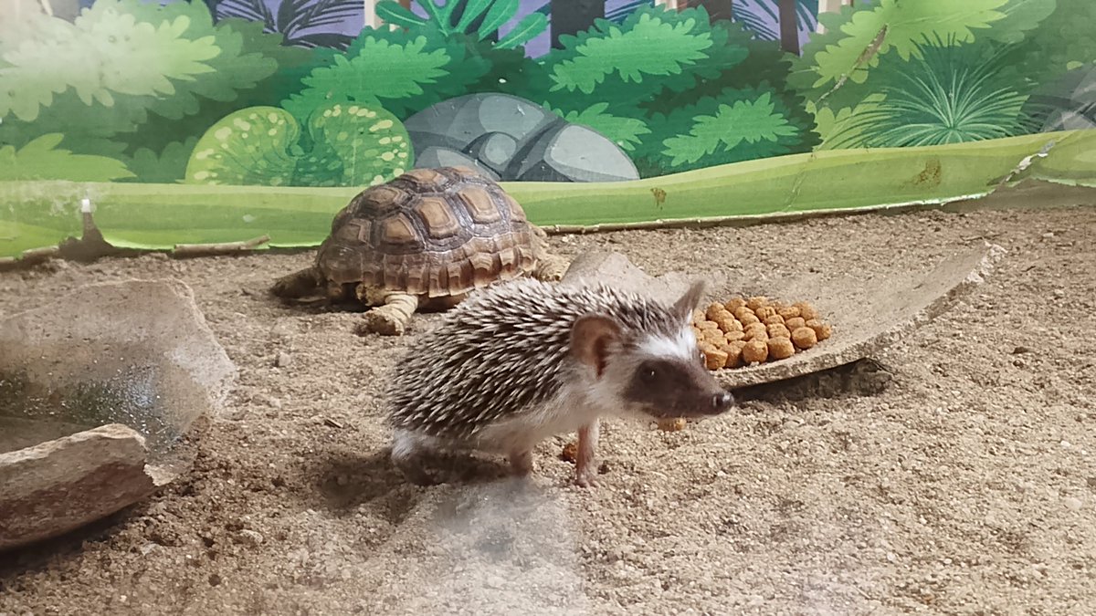 As a loud wildlife conservation advocate, I was thrilled to visit The Green Fingers Wildlife Sanctuary at Lekki, Lagos.

We're slowly losing our wildlife 
And it's up to us to change that story.
Say no to poaching.
Yes to wildlife conservation