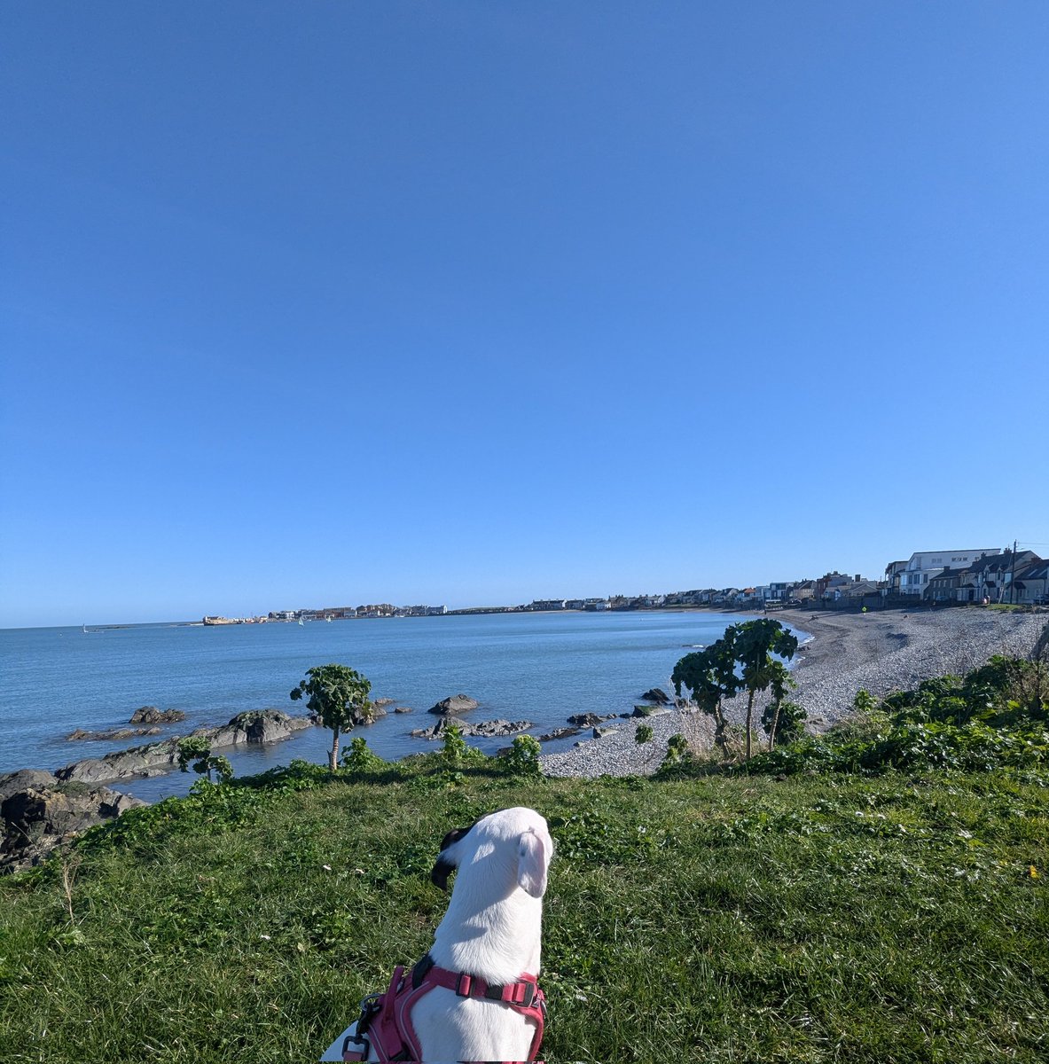 Dr Divago tweet media