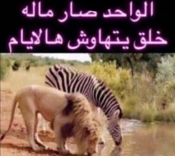 Cheif of Hawara 🇱🇾🇦🇱ⵣ۞ tweet media