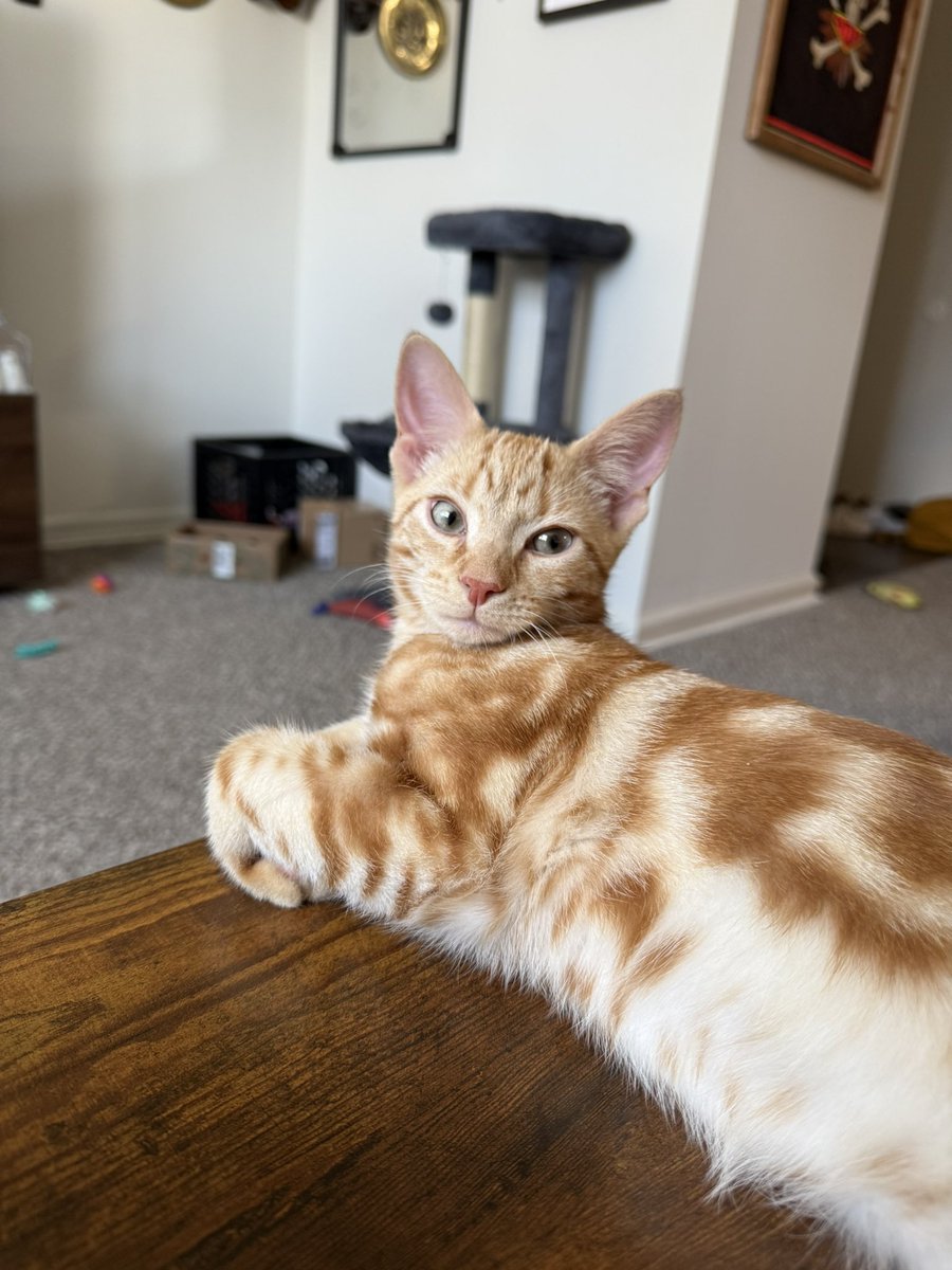 bobby stink tweet media