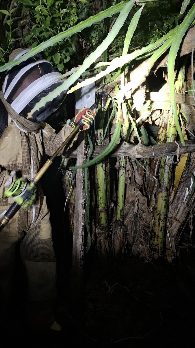BCBRP's tweet image. 🚨🚒 #Chiriquí

Estación Central atendió presencia de abejas africanizadas en David, próximo a la escuela El Buen Pastor. 

Se controló la situación, garantizando la seguridad del área.

⚠️ Evite acercarse, mantenga la calma y reporte a las autoridades.

#David #Prevención 🚒🇵🇦