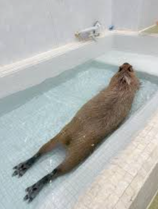 LeviBadidea tweet media