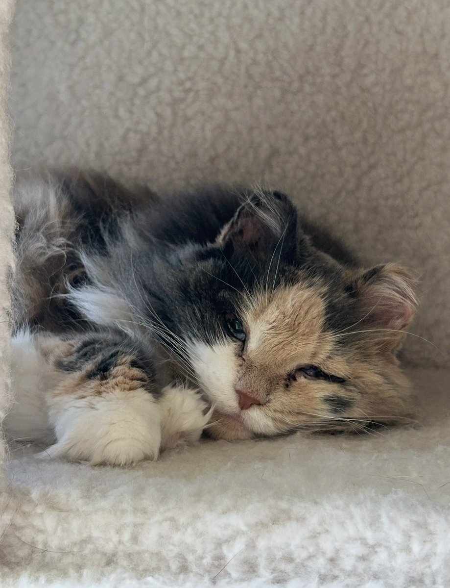 Lisa Groenewold🇺🇸 🇺🇸 🇺🇸 tweet media