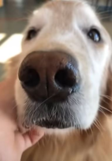 Golden Ratio - On this day tweet media