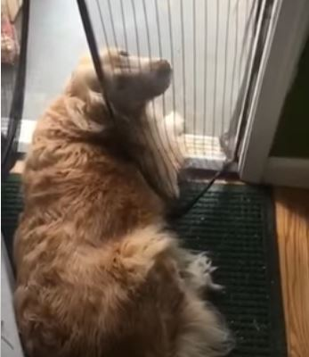 Golden Ratio - On this day tweet media