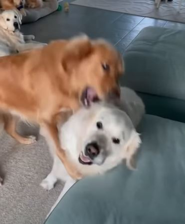 Golden Ratio - On this day tweet media