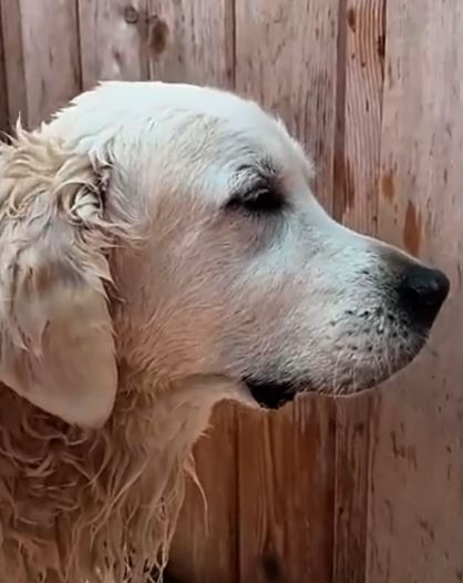 Golden Ratio - On this day tweet media