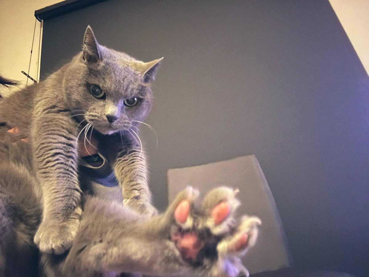 café pont chatポンシャ tweet media