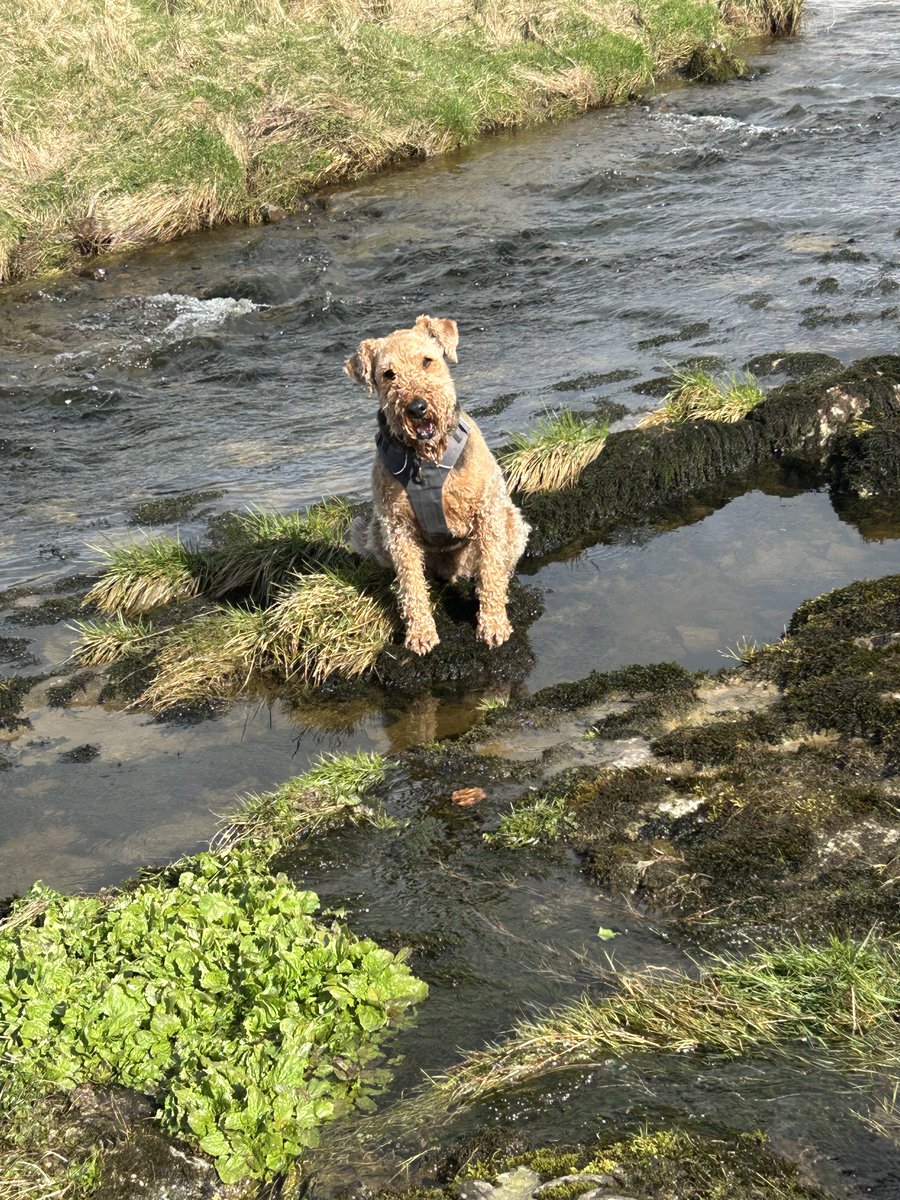 Reggie and Fred (OTRB)🌈The Airedales tweet media