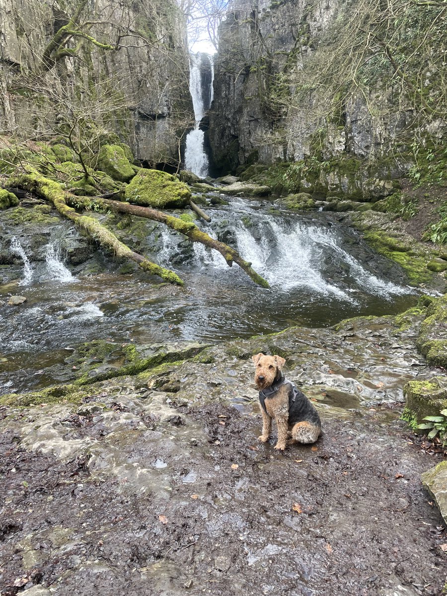 Reggie and Fred (OTRB)🌈The Airedales tweet media