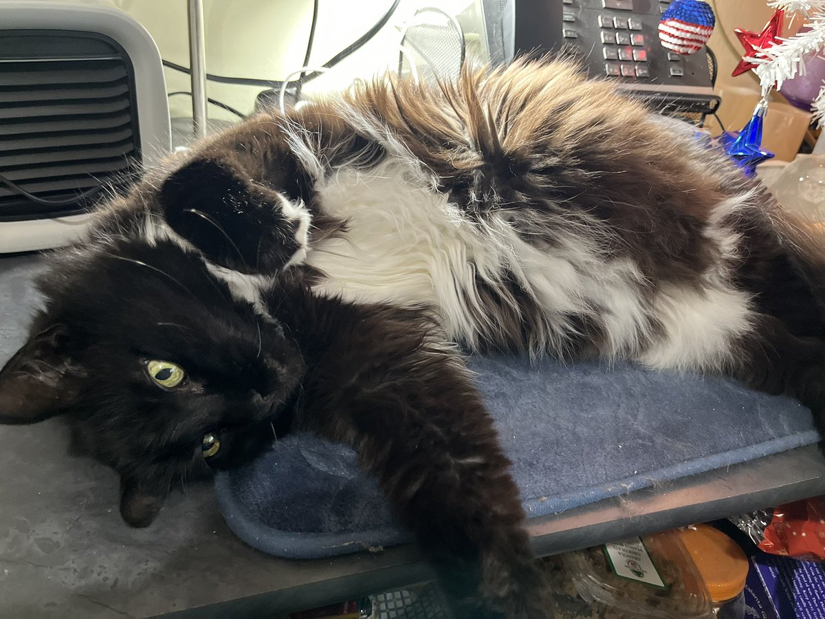 🌈🌈🌈Rookie Cookie tweet media