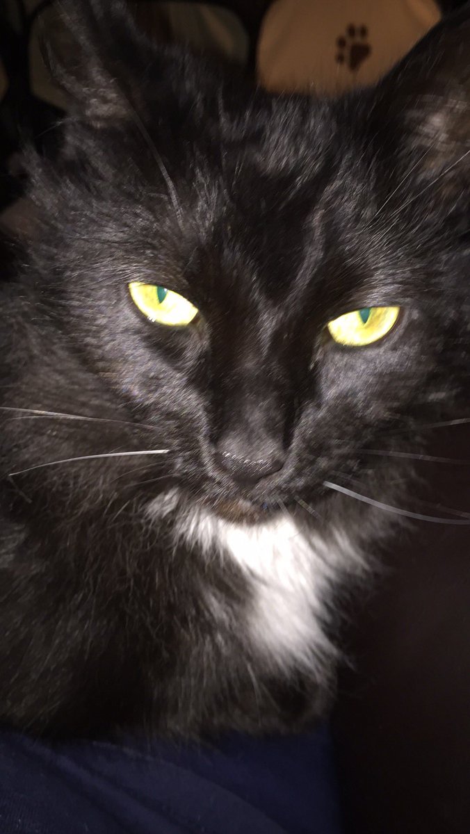 🌈🌈🌈Rookie Cookie tweet media