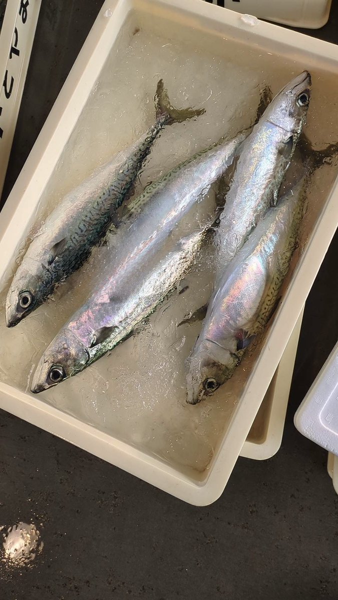 えびよね（蛯米水産加工）塩辛🦑🖤富山 tweet media