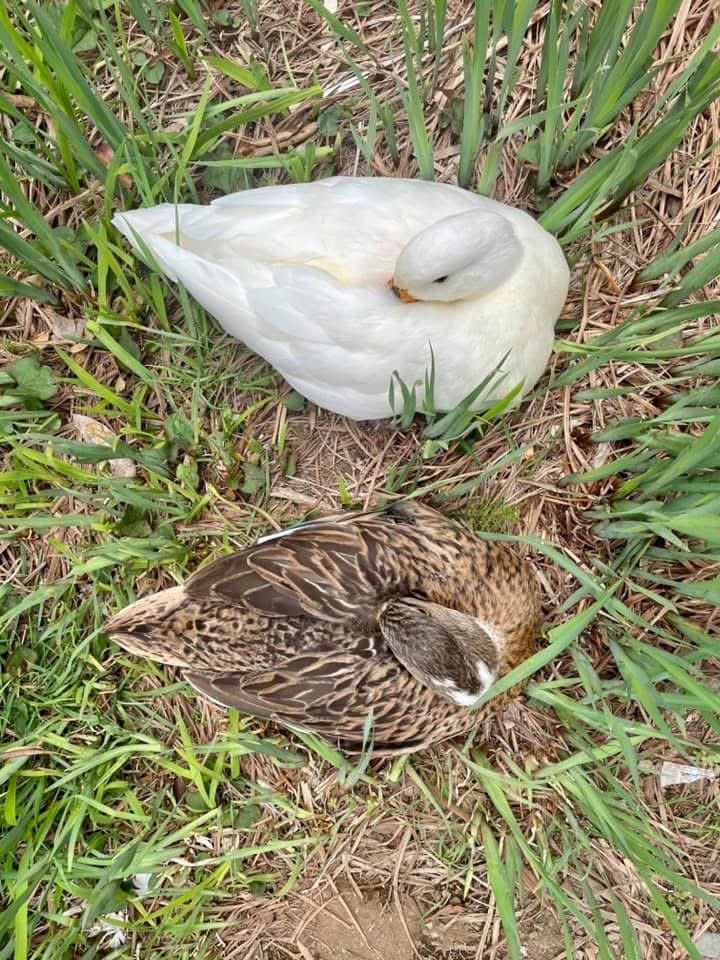 あひらあにごう＠🪽✨⛸️💞🎸 tweet media